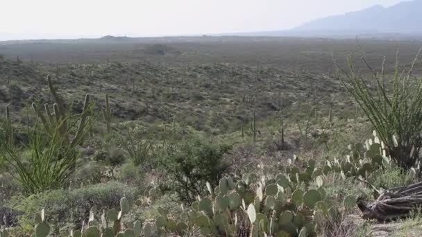 Saguaro Pichlavé Hruškovité Kaktusy Rostoucí Národním Parku Saguaro Arizoně Horami — Stock video