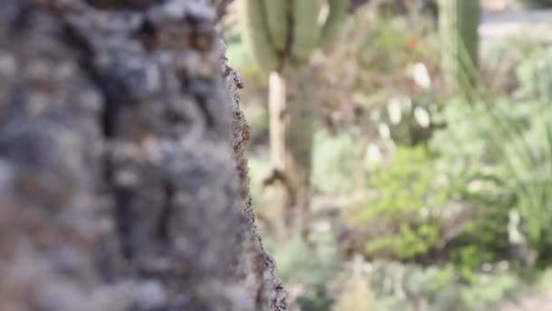 Részlet Egy Szikla Szikla Kaktusz Disocused Háttérben — Stock videók