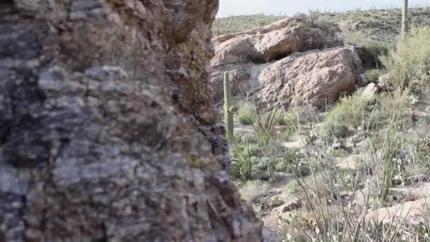 Masso Roccioso Con Cactus Sfocato Sullo Sfondo — Video Stock