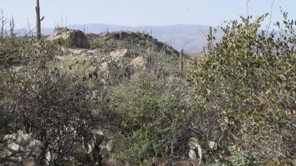 Saguaro Kaktusy Rośnie Parku Narodowym Saguaro Arizonie Górami Tle — Wideo stockowe