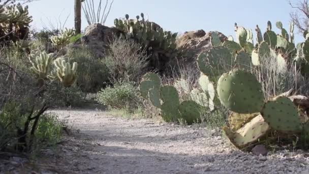 Caminho Quente Deserto Com Cacto Pêra Espinhosa Crescendo Nas Proximidades — Vídeo de Stock