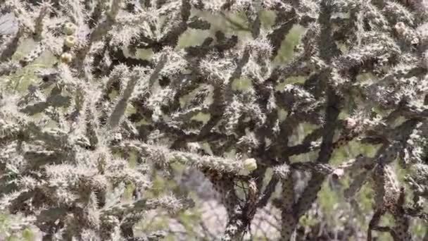 Cactus Cholla Che Cresce Nel Deserto Dell Arizona — Video Stock