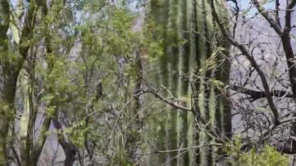 애리조나주에서 나무들 사이에서 자라는 재규어 선인장 — 비디오
