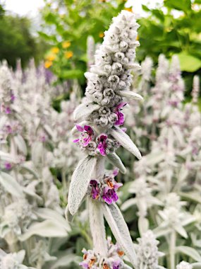 Bahçedeki güzel çiçekler