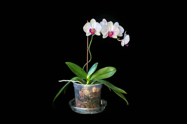 Siyah Arka Planda Saksıda Çiçek Açan Beyaz Orkide Çiçekleri Çiçekçilik — Stok fotoğraf