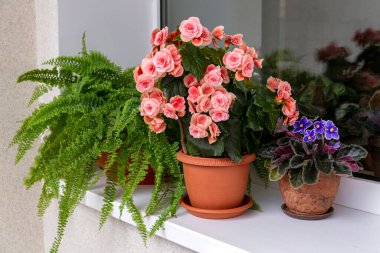 Pencere kenarında begonya, eğreltiotu, menekşe çiçekleri. Yeşil ev, çiçekçilik, hobi..