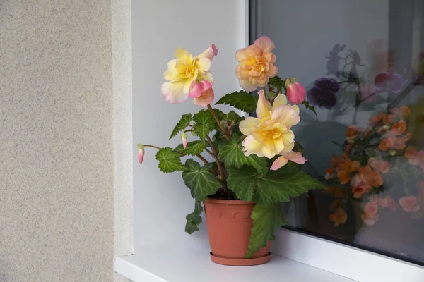 Lovely Tuberous Begonia Blooms Balcony Home Flowers Hobbies Lifestyle — Stock Fotó