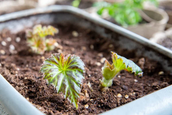 Young Begonia Leaves Began Grow Spring Pot Windowsill — Stock Photo, Image
