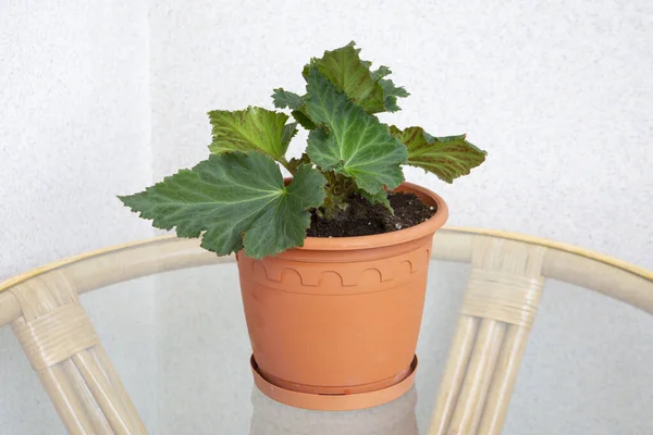 Begonia Com Belas Folhas Pote Uma Mesa Vidro — Fotografia de Stock