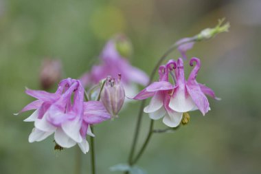 Bahçede çiçek açan pembe bir su çiçeği. Perennials, peyzaj, çiçekçilik.