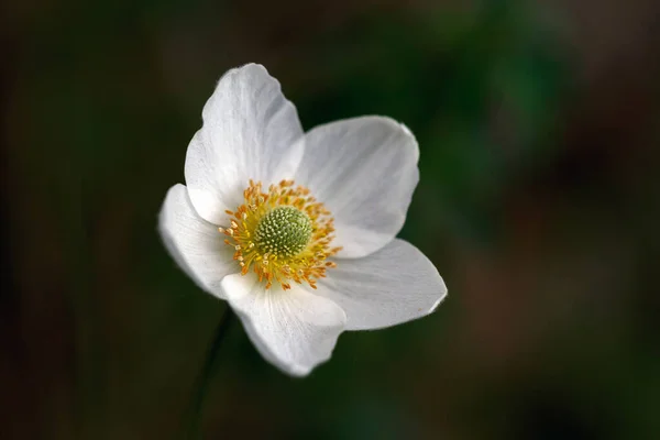 Wild White Anemones Blooming Spring Forest — Stock Photo, Image