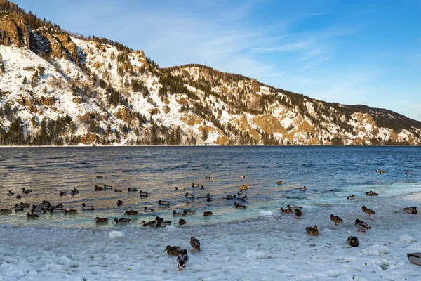 Los Patos Salvajes Sientan Orilla Congelada Del Río Invierno — Foto de Stock