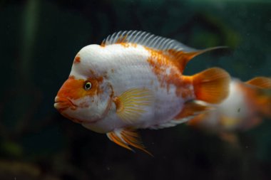 Akvaryumdaki tropik balık Amphilophus citrinellus.