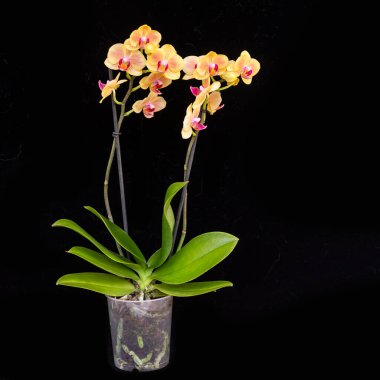 Siyah arka planda bir tencerede güzel sarı bir orkide. Ev çiçekleri, çiçekçilik, hobiler.