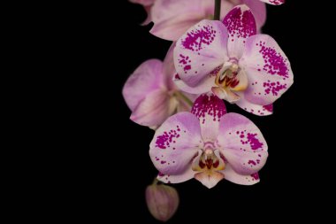 Siyah arka planda çiçek açan pembe orkide. Ev çiçekleri, çiçekçilik, hobiler.