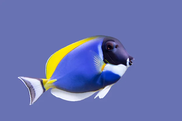 Яскраво Синя Жовта Тропічна Риба Ізольовані Світло Блакитному Тлі — стокове фото