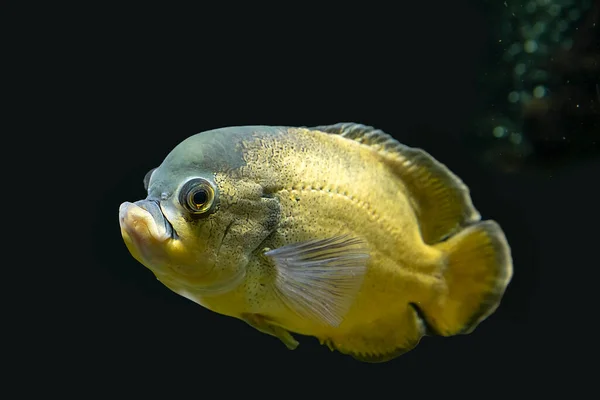 Heldere Tropische Vissen Het Aquarium — Stockfoto