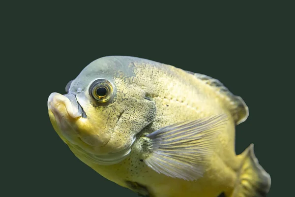 Żółte Ryby Tropikalne Izolat Zielonym Tle — Zdjęcie stockowe
