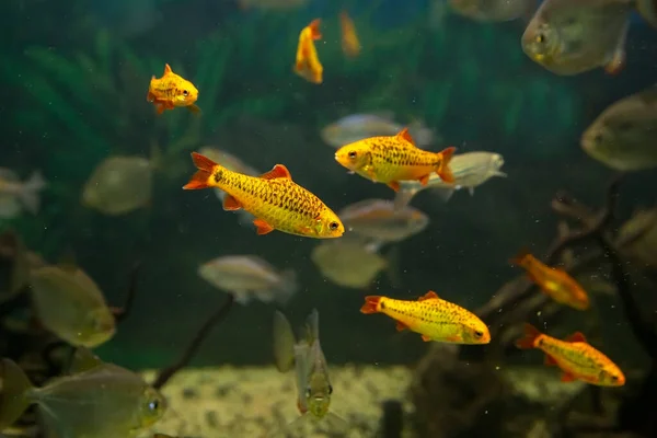 Pesce Tropicale Giallo Brillante Acquario — Foto Stock