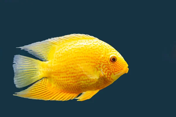 Tropical Fish Heros Severus Isolate Blue Background — Stock Photo, Image