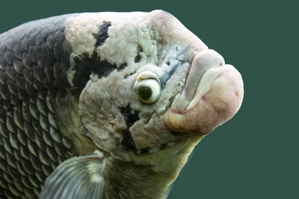 Peixe Tropical Osphronemus Goramy Isolado Sobre Fundo Verde — Fotografia de Stock