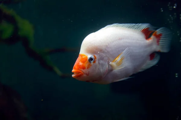 Тропічна Риба Amphilophus Citrinellus Акваріумі — стокове фото