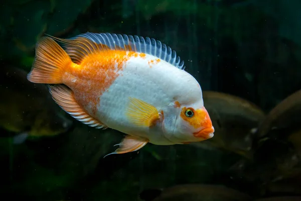 Tropische Vissen Amphilophus Citrinellus Het Aquarium — Stockfoto