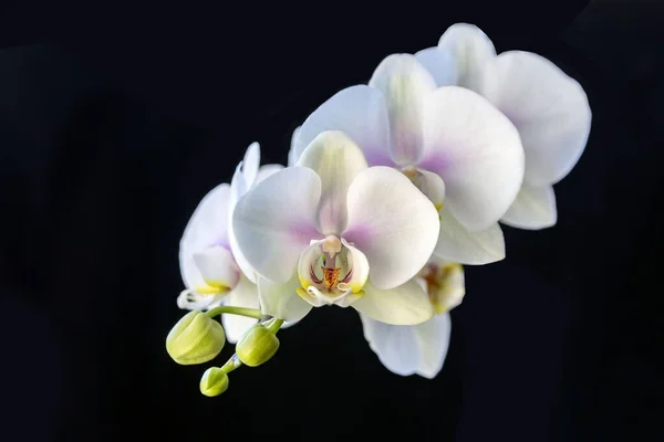 Blooming White Orchid Black Background Home Flowers Floriculture Hobbies — Fotografia de Stock