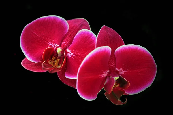 Beautiful Scarlet Orchid Black Background Home Flowers Floriculture Hobbies — Zdjęcie stockowe