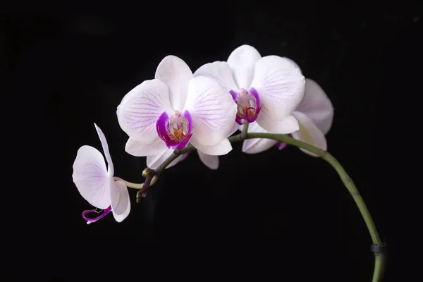 Blooming Pink Orchid Black Background Home Flowers Floriculture Hobbies — Fotografia de Stock