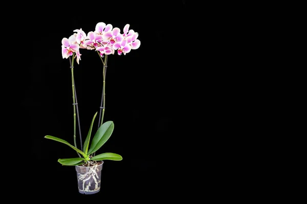 Υπέροχη Ροζ Ορχιδέα Μια Κατσαρόλα Μαύρο Φόντο Σπίτι Λουλούδια Ανθοκομία — Φωτογραφία Αρχείου