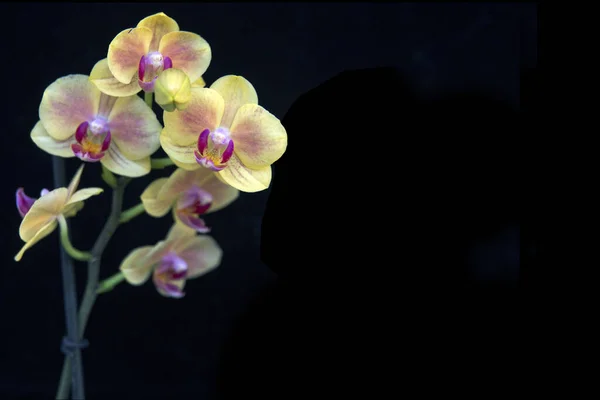 Lovely Yellow Orchid Black Background Home Flowers Floriculture Hobbies — Fotografia de Stock