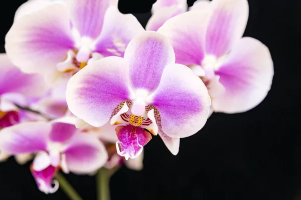 Blooming Pink Orchid Black Background Home Flowers Floriculture Hobbies — Fotografia de Stock