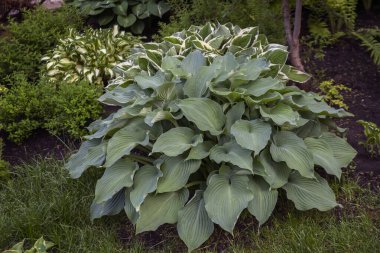 Lush hosta on a flower bed in the park. Landscaping, perennial plants.