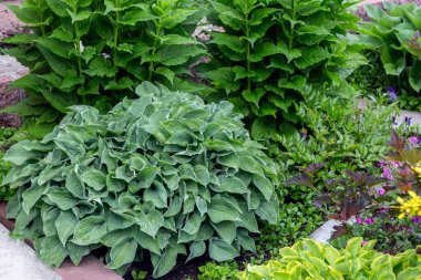 Lush hosta on a flower bed in the park. Landscaping, perennial plants.