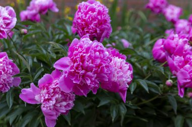 Lush peonies on a flower bed in the park. Landscaping, perennial plants.