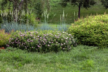 Park beds with perennial plants, bushes and trees. Landscaping.