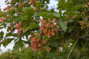 Maple branches with bright seeds on the background of the lawn. Landscaping, city greening.