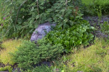 Park beds with perennial plants, bushes and trees. Landscaping.