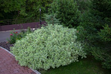 Shrubs on the flowerbed in the park. Landscape design, perennial plants.