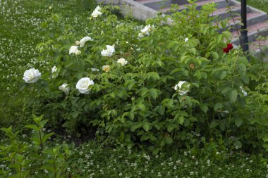Flowering roses on the flowerbed in the park. Landscape design, perennial plants.