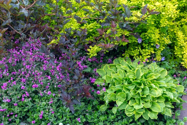 Lush Hosta Flower Bed Park Landscaping Perennial Plants — Fotografia de Stock