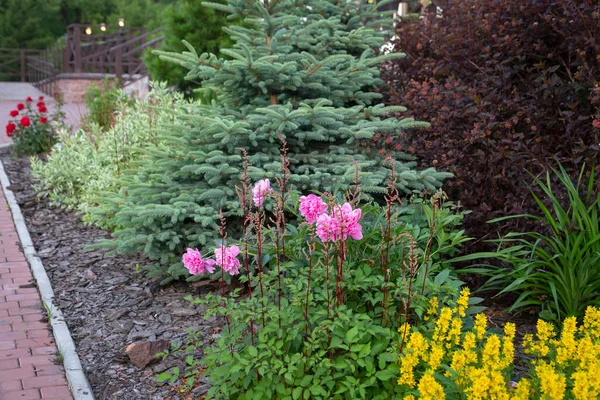 Park Beds Perennial Plants Bushes Trees Landscaping — Photo