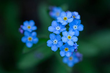 Adorable blue forget-me-nots blooming in spring