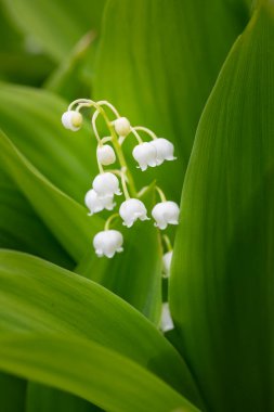 Delicate lilies of the valley blooming in spring.