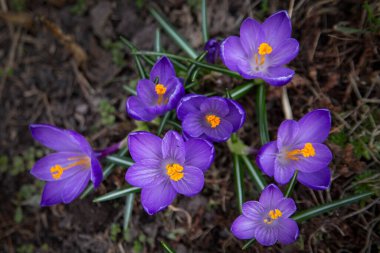 Delicate crocuses blooming in spring. First spring flowers.