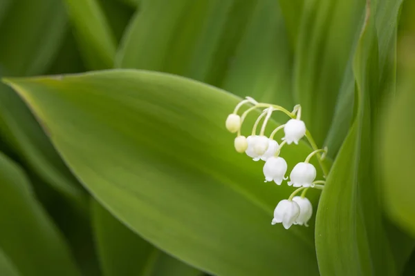 Delicate Lilies Valley Blooming Spring — Stock Fotó