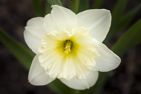 Delicate Daffodils Blooming Spring First Spring Flowers Bulbous Flowers — Stok fotoğraf