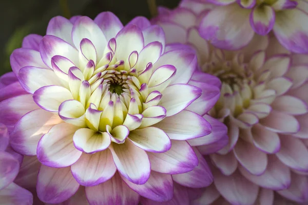 Delicate Blooming White Pink Dahlias Natural Background Floriculture Landscape Design — Stock Photo, Image