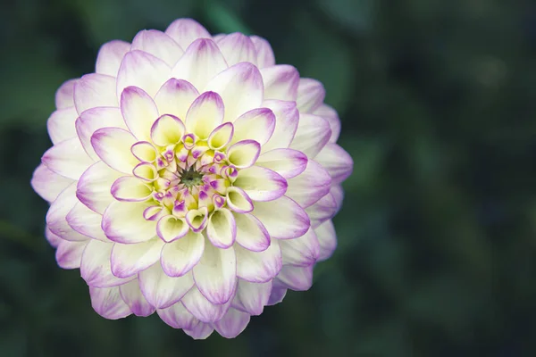 Delicate Blooming White Pink Dahlias Natural Background Floriculture Landscape Design — Stock Photo, Image